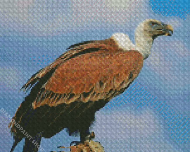 Vulture Eagle Diamond Paintings