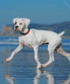 White Boxer Dog Diamond Paintings