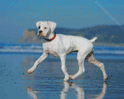 White Boxer Dog Diamond Paintings