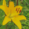 Yellow Lily Rose Diamond Paintings