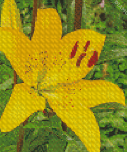 Yellow Lily Rose Diamond Paintings
