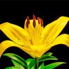 Yellow Lily Flower Diamond Paintings