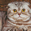 Cute Fold Ear Cat Diamond Paintings