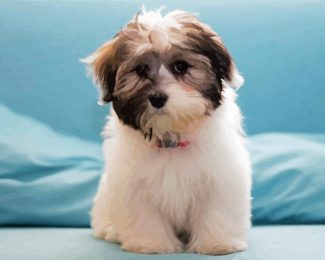 diamond shih tzu puppies