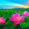Lotus Blossoms Diamond Paintings