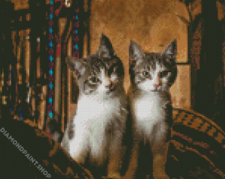 Adorable Two Kitties Diamond Paintings