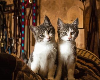Adorable Two Kitties Diamond Paintings