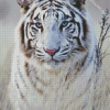 Adorable Siberian Tiger Diamond Paintings
