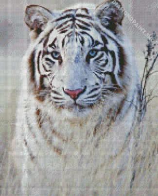 Adorable Siberian Tiger Diamond Paintings