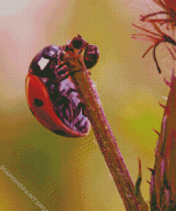 Ant And Ladybug Diamond Paintings