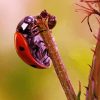 Ant And Ladybug Diamond Paintings