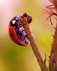 Ant And Ladybug Diamond Paintings