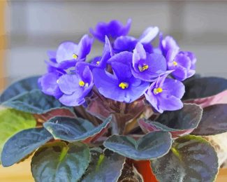 Blue African Violets Diamond Paintings