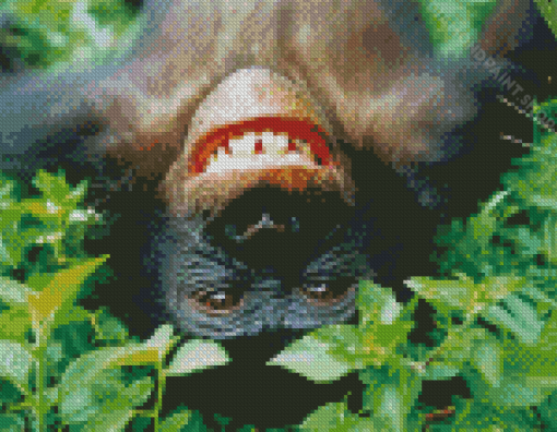 Happy Bonobo Monkey Diamond Paintings