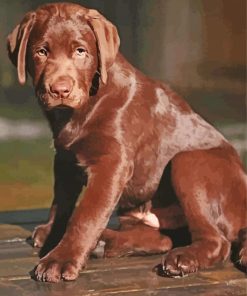Chocolate Labrador Puppy Diamond By Paintings