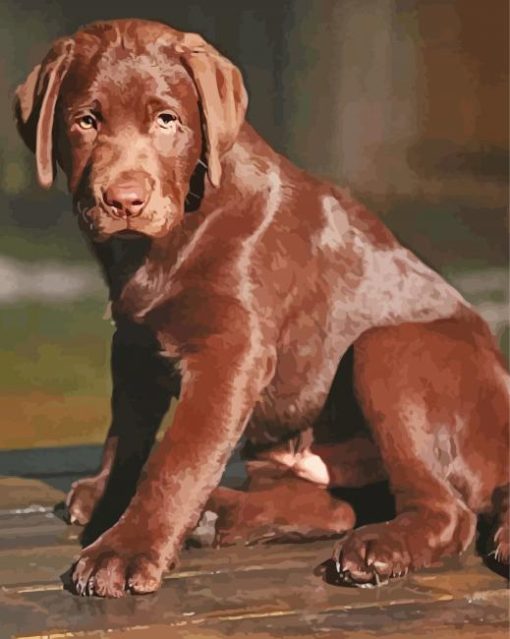 Chocolate Labrador Puppy Diamond By Paintings