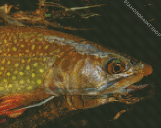Close Up Brown Trout Diamond Paintings
