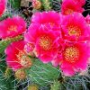 Cactus With Pink Roses Diamond Paintings