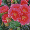 Cactus With Pink Roses Diamond Paintings