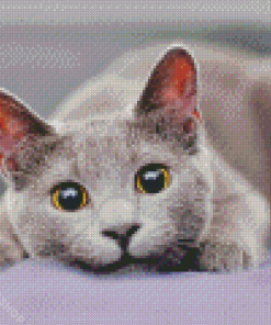 Adorable Fluffy Cat Diamond Paintings