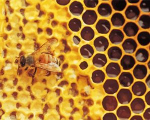 Honeycomb Art Diamond Paintings