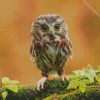 Owl Baby Diamond Paintings