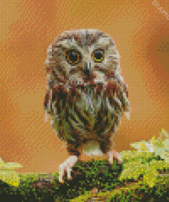 Owl Baby Diamond Paintings