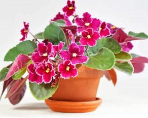 African Violets RosesDiamond Paintings