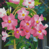 Rochtrumpet Blossoms Diamond Paintings