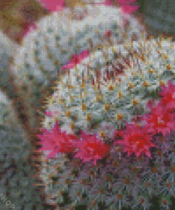 Flowers Cactus Diamond Paintings