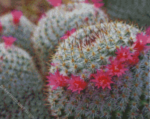 Flowers Cactus Diamond Paintings