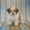 Cute Shihpoo Puppy Diamond Paintings
