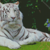 Wild Siberian Tiger Diamond Paintings
