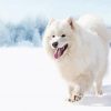 White Winter Dog Diamond Paintings