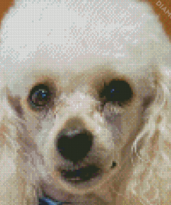 White Yorkiepoo Puppy Diamond Paintings