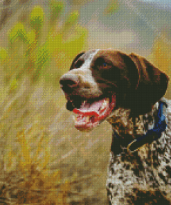 Shorthaired Pointer Puppy Diamond Paintings