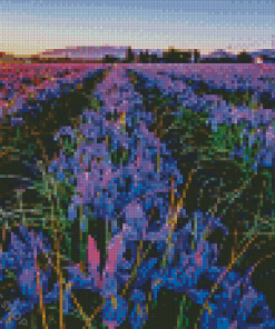 Iris Flower Field Diamond Paintings