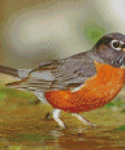 Robin Bird Diamond Paintings