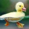 Baby Duck Birds In Water Diamond Paintings