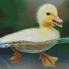 Baby Duck Birds In Water Diamond Paintings