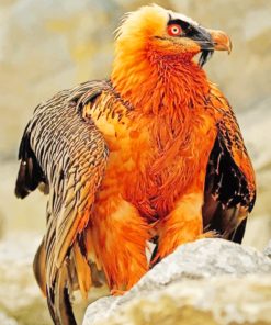 Bearded Vulture Bird Diamond Paintings