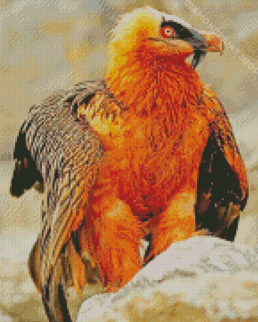 Bearded Vulture Bird Diamond Paintings