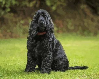 cocker spaniel diamond art