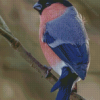 Blue And Pink Swallow Diamond Paintings