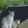 Cats Under Umbrella Diamond Painting