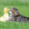 Cute Duck And Cat Diamond Paintings