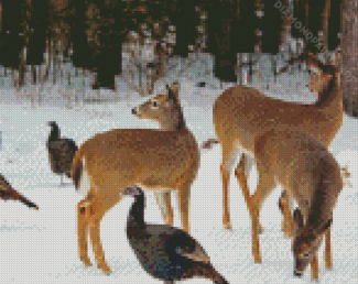 Deer And Turkeys In Snow Diamond Paintings