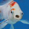 Fish Face Art Diamond Paintings