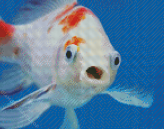 Fish Face Art Diamond Paintings