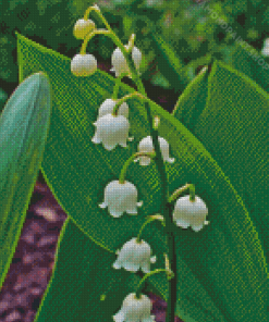Lilly Of The Valle Diamond Paintings